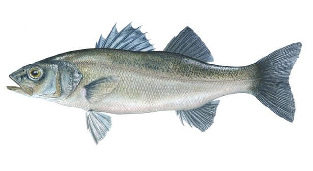 Robalo (Dicentrarchus labrax) - espécie de peixe comum na costa da Ericeira para pesca desportiva