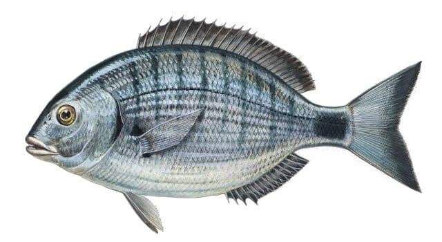 Sargo (Diplodus sargus) - espécie de peixe comum na costa da Ericeira para pesca desportiva